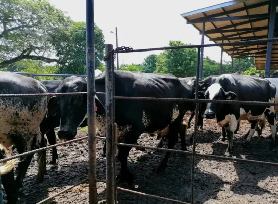 agropecuaria_don_arcelio_05